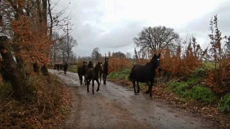 Horses Walk Together Showing Off Their Majesty And Unique Hooves Sound