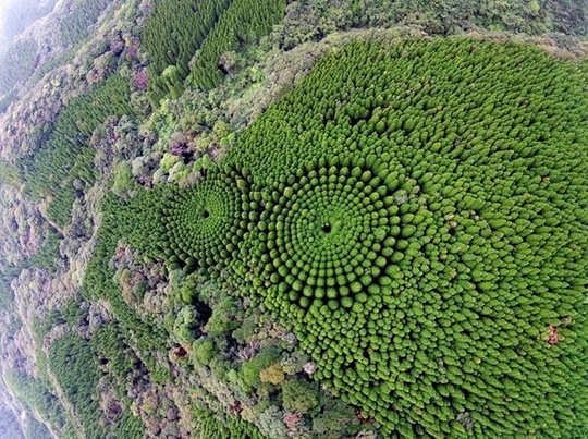 "The Enigmatic Woodland of Japan: A Secret Tale of Transformation by a Fifty" - Bumkeo