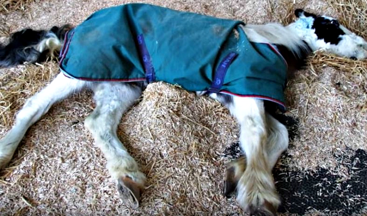 Dying Baby Horse Proves To Be A Miracle After Being Saved 
