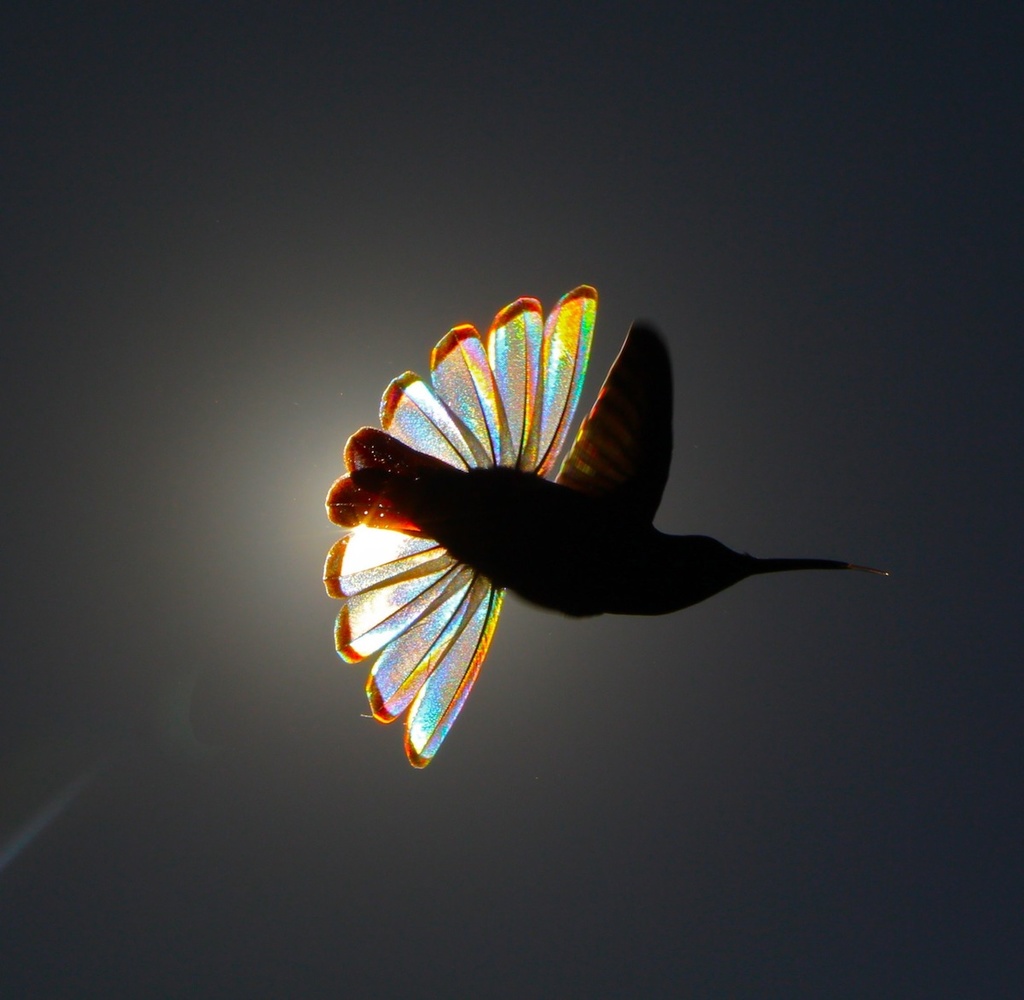 Awe-Inspiring Beauty: Serendipitous Encounter of Rainbow-Lit American Hummingbirds Through a Photographer's Lens.LH - New Lifes