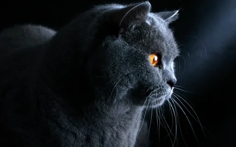 Unveiling the Charms of the Beautifully Blue British Shorthair – Icestech