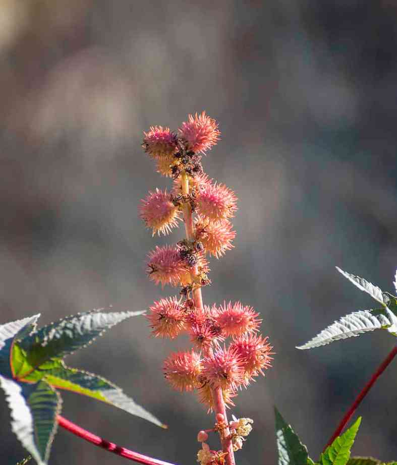 "Watch Out for These 7 Hazardous Plants Flourishing in Oklahoma's Ground" - Bumkeo