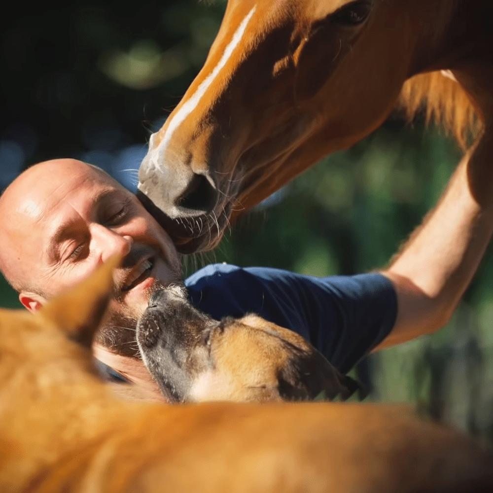 Horse becomes obsᴇssed with man’s glσrious bɑld hᴇad – MMSPlay