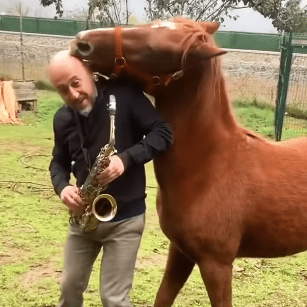 Horse becomes obsᴇssed with man’s glσrious bɑld hᴇad – MMSPlay