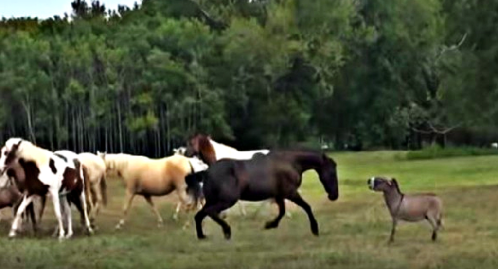 Little donkey tries to socialize with horses but they get scared – MMSPlay