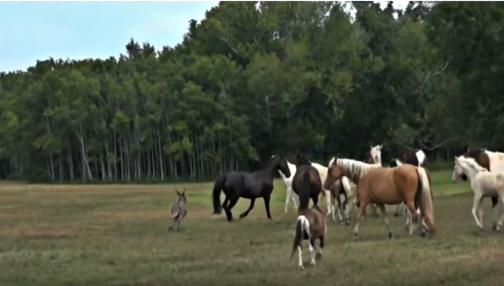 Little donkey tries to socialize with horses but they get scared – MMSPlay