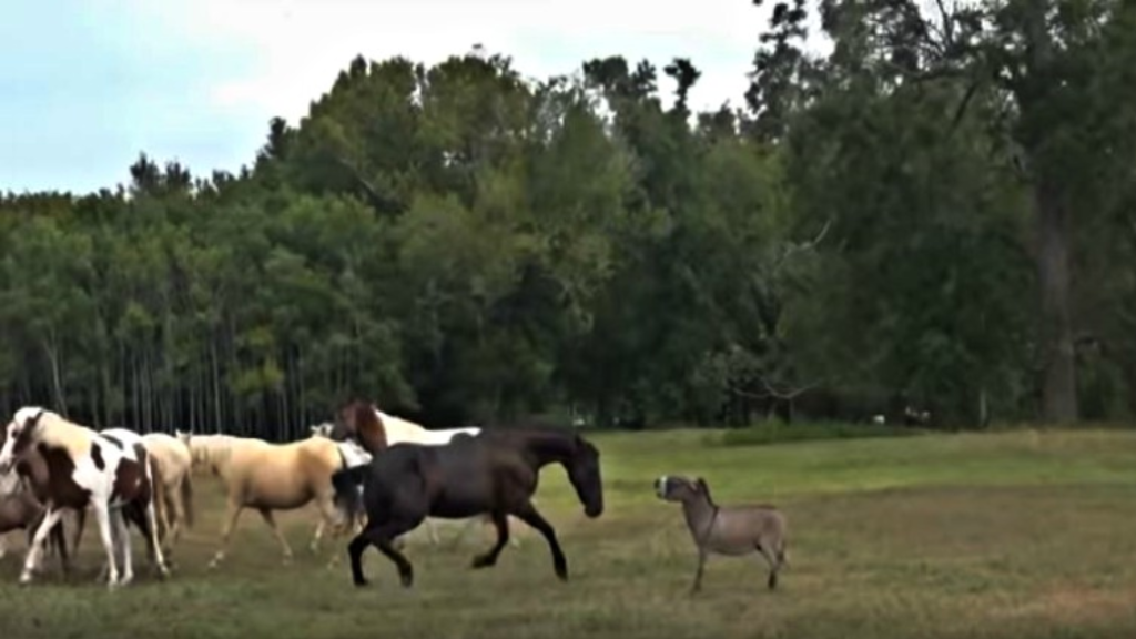 Little donkey tries to socialize with horses but they get scared – MMSPlay