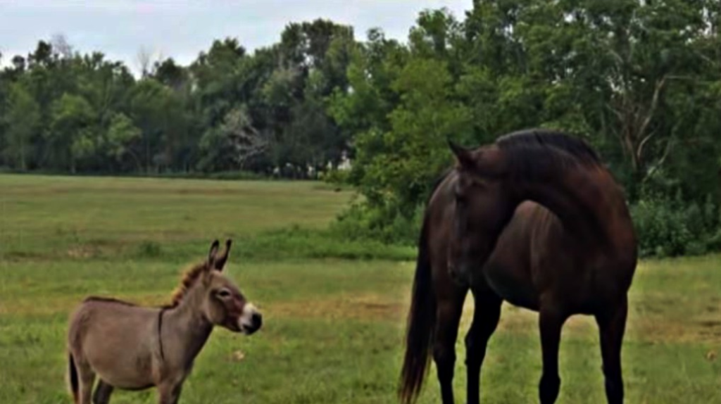 Little donkey tries to socialize with horses but they get scared – MMSPlay