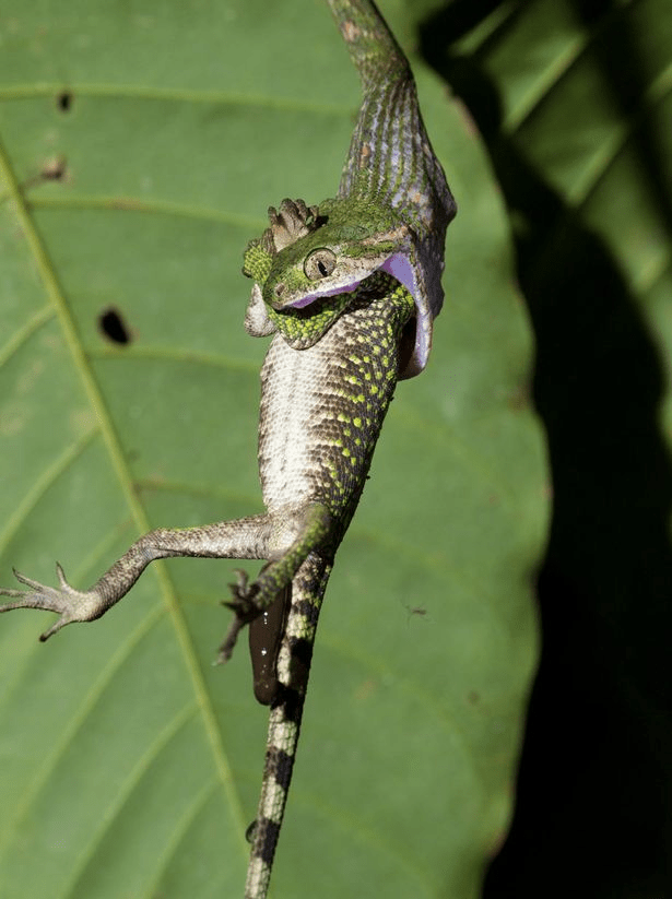 The Epic Showdown: Spitting Cobra vs. Lizard – A Thrilling Battle of Survival