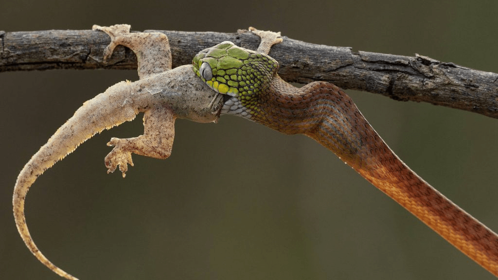 The Epic Showdown: Spitting Cobra vs. Lizard – A Thrilling Battle of Survival