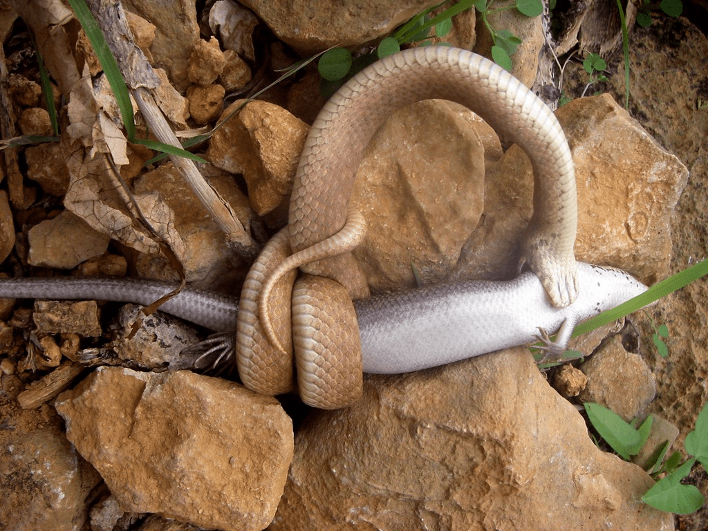 The Epic Showdown: Spitting Cobra vs. Lizard – A Thrilling Battle of Survival