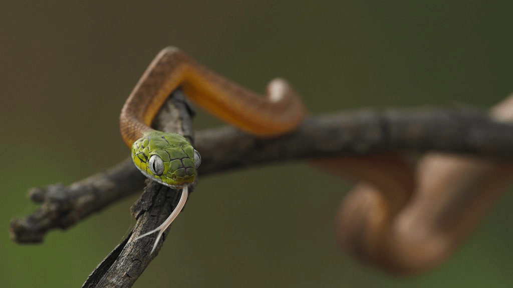 The Epic Showdown: Spitting Cobra vs. Lizard – A Thrilling Battle of Survival