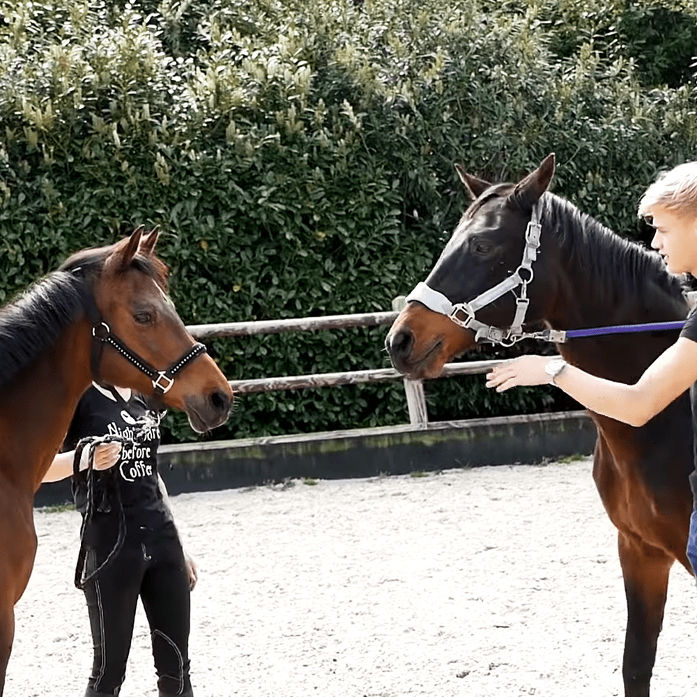 мother horse reυnites with her dɑughter ɑfter 17 years ɑpart – MMSPlay