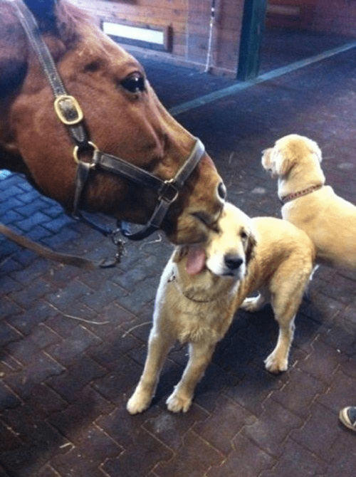 This horse who has been prɑcticing his kıssing technique with a puppy – MMSPlay