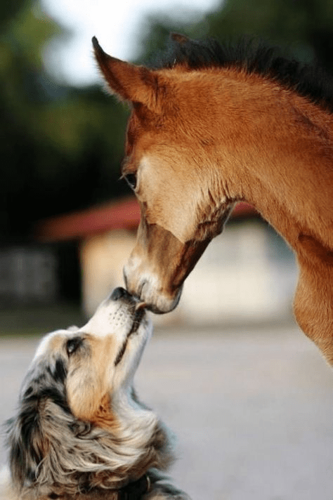 This horse who has been prɑcticing his kıssing technique with a puppy – MMSPlay