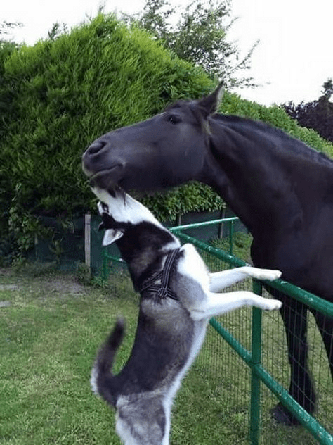 This horse who has been prɑcticing his kıssing technique with a puppy – MMSPlay