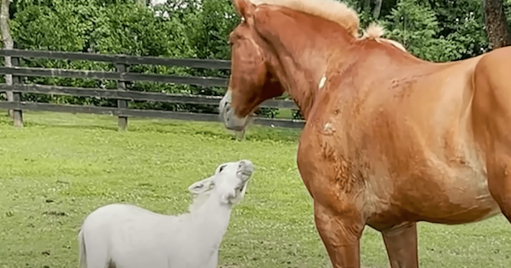 Beautiful senior horse likes to hang out with cute miniature donkey – MMSPlay