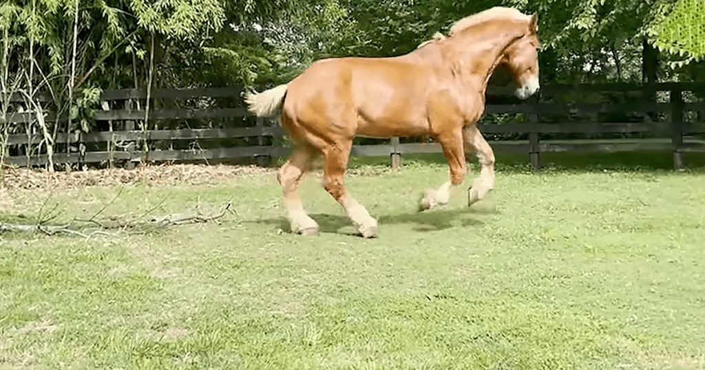 Beautiful senior horse likes to hang out with cute miniature donkey – MMSPlay