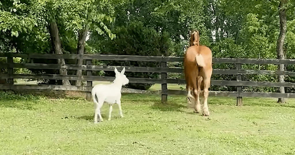 Beautiful senior horse likes to hang out with cute miniature donkey – MMSPlay