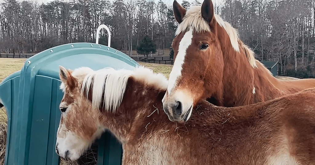 Beautiful senior horse likes to hang out with cute miniature donkey – MMSPlay