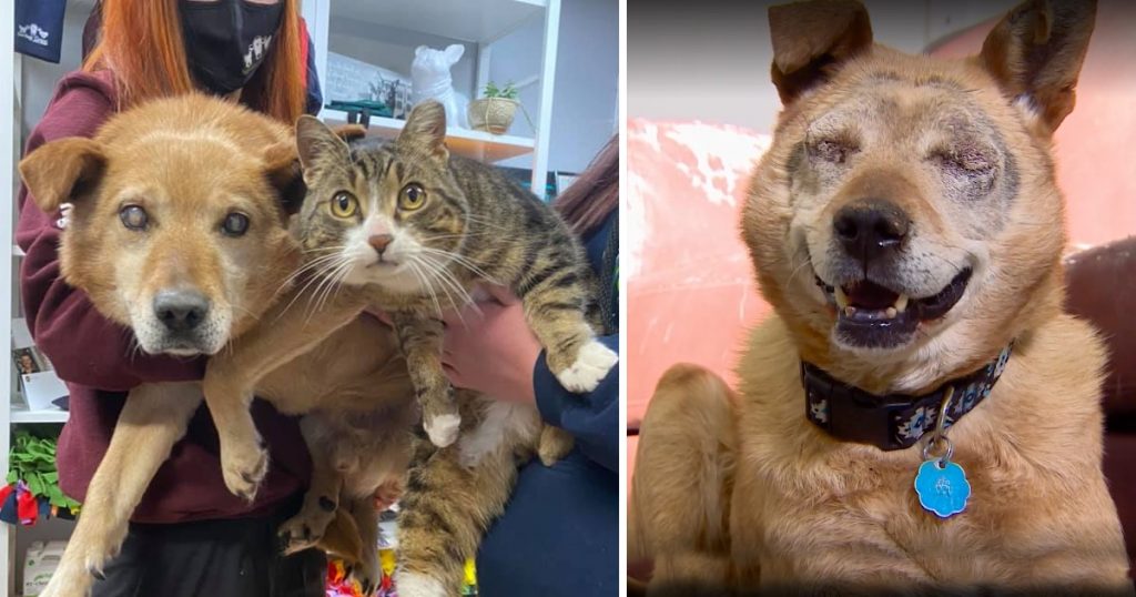 "A Tale of Unlikely Friendship: Blind Dog and Feline Companion Finally Find Their Happily Ever After" - vnxaluan