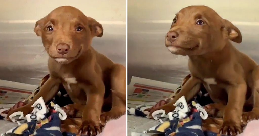 The Joyful Tale of a Stray Puppy's Rescue and Viral Smile