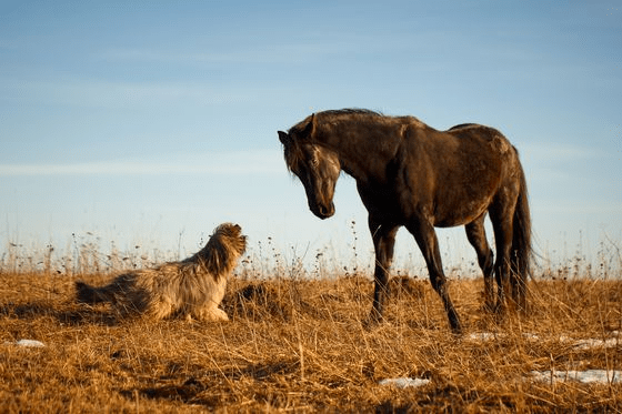 Despite their size difference, horses and dogs understand and mimic each other when they play. – MMSPlay