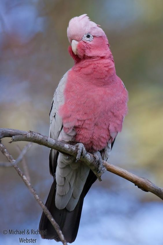 Revealing the Brilliant World of the Beautiful Pink Bird.s - LifeAnimal