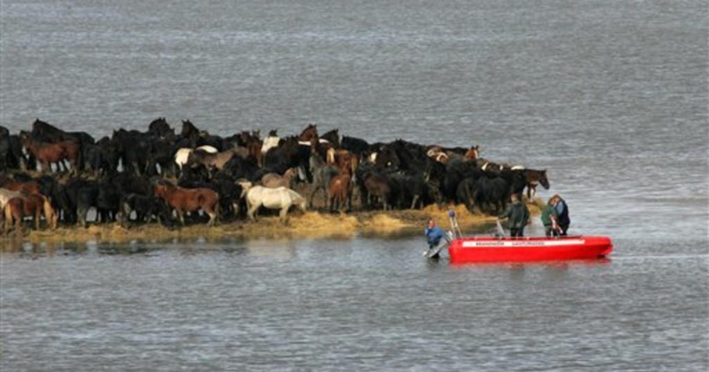 7 Brave Women Saved 100 Horses Stuck On Island