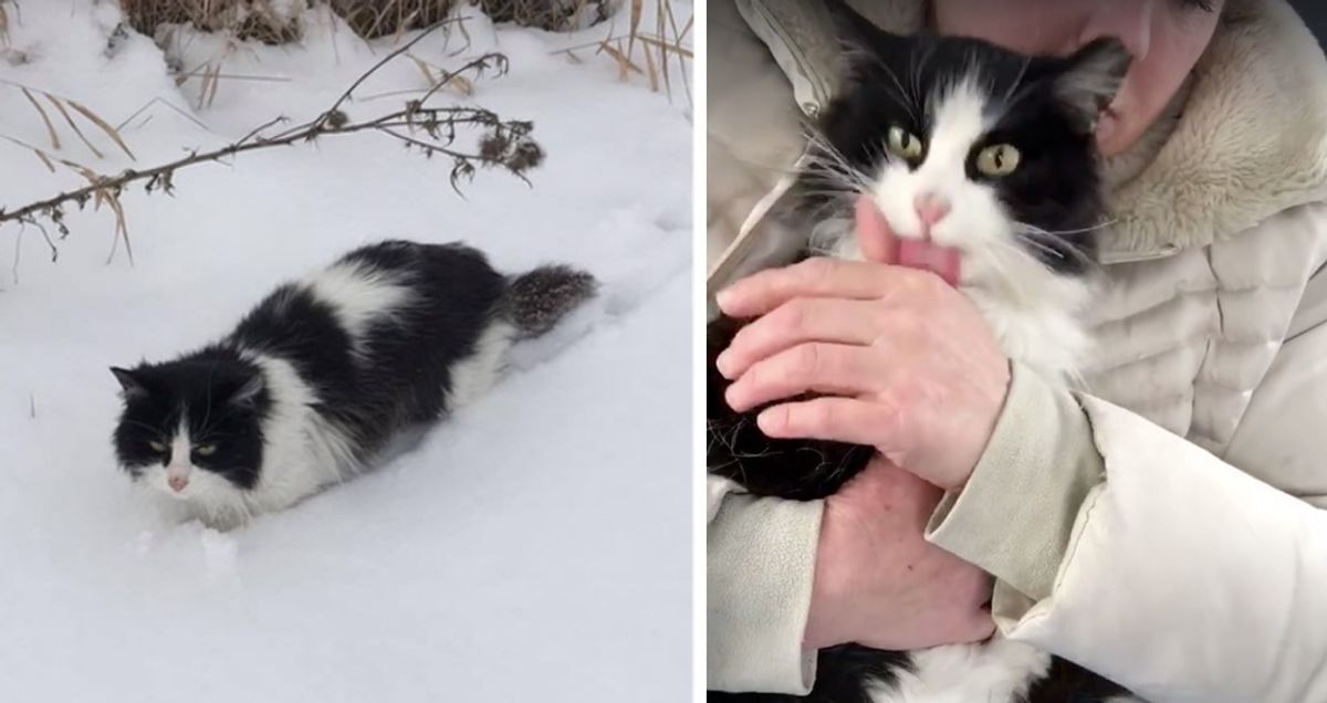 Overjoyed Feline Found in Snow Shows Endless Gratitude to Rescuers - Yeudon