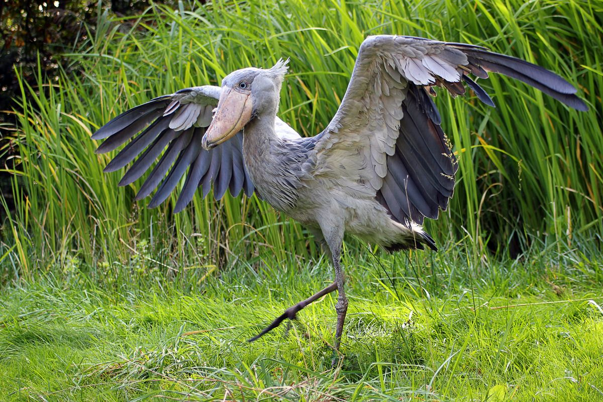 What Makes The Freaky Shoebill Stork So Strange?