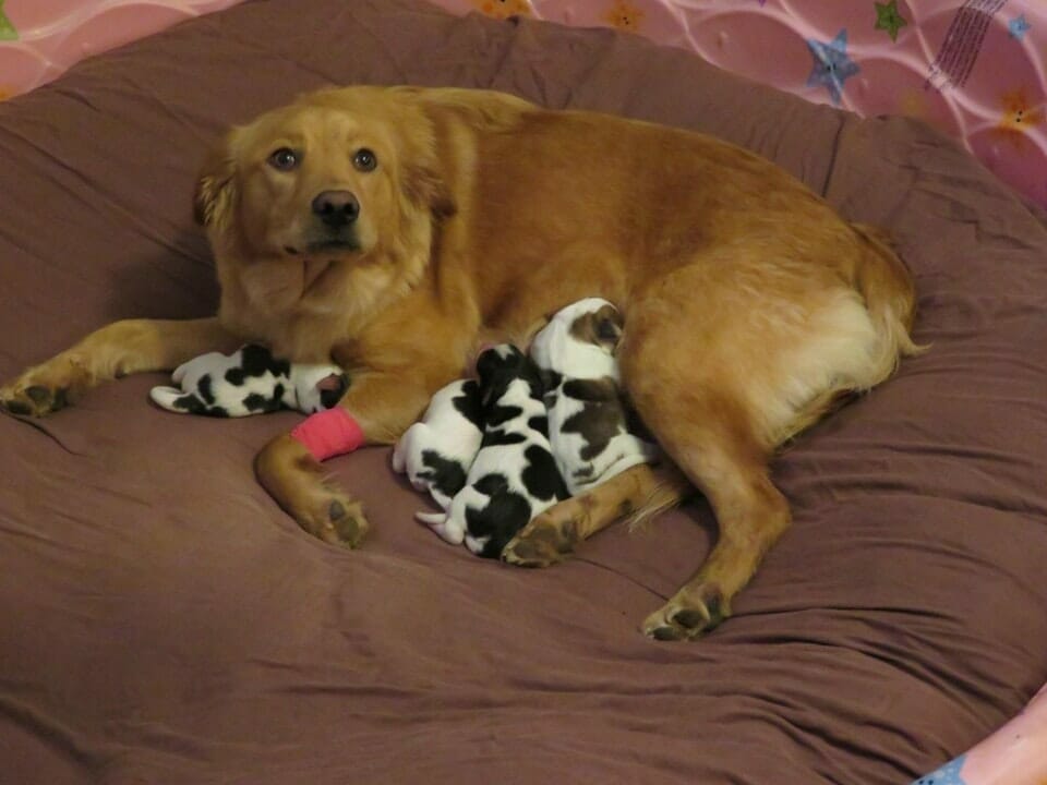 From Abandoned to Adorable: Foster Family Shocked as Rescued Dog Gives Birth to a Litter of "Cow-like" Puppies