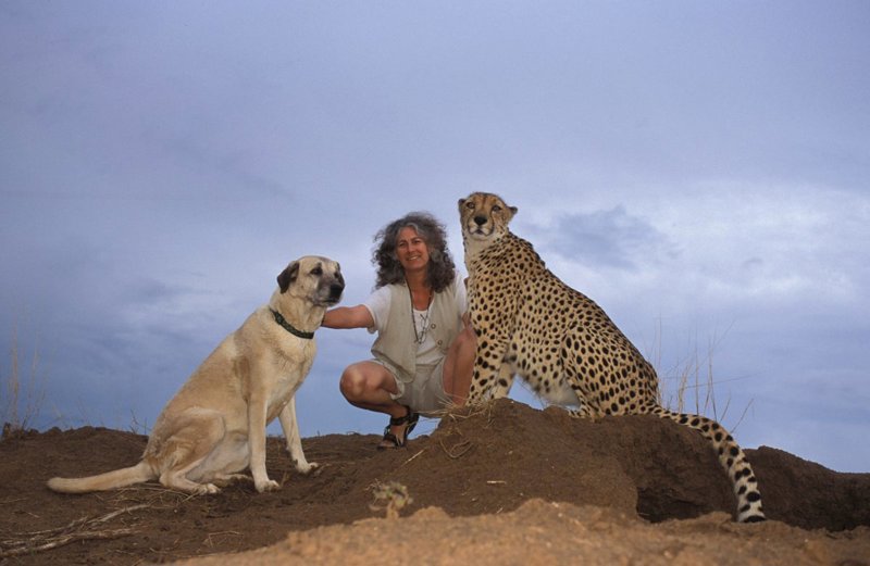 Furry Friends: The Surprising Bond Between Canines and Cheetahs