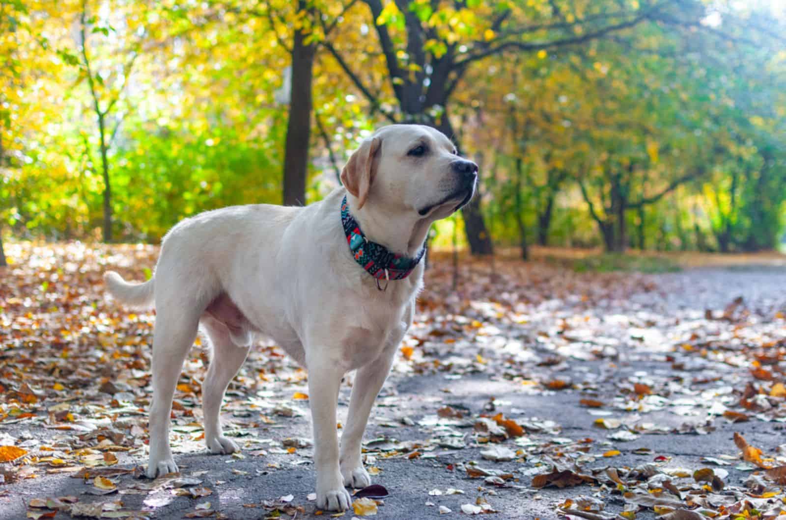 "Canine Cash Grab: 10 In-Demand Dog Breeds at High Risk for Theft"