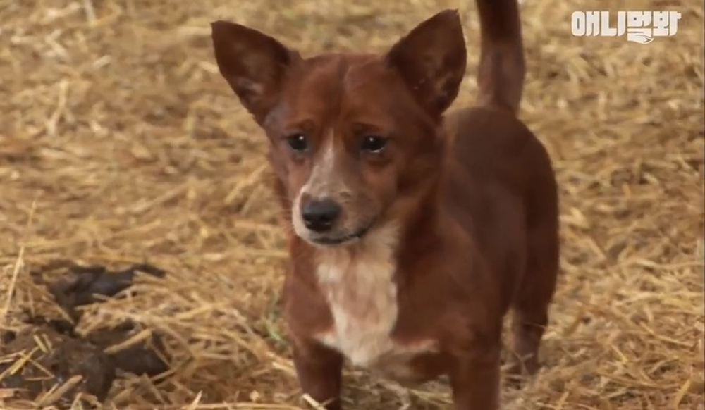 When It Comes to His Cow Mama, This Adorable Puppy Can't Help But Shed Tears of Separation - vnxaluan