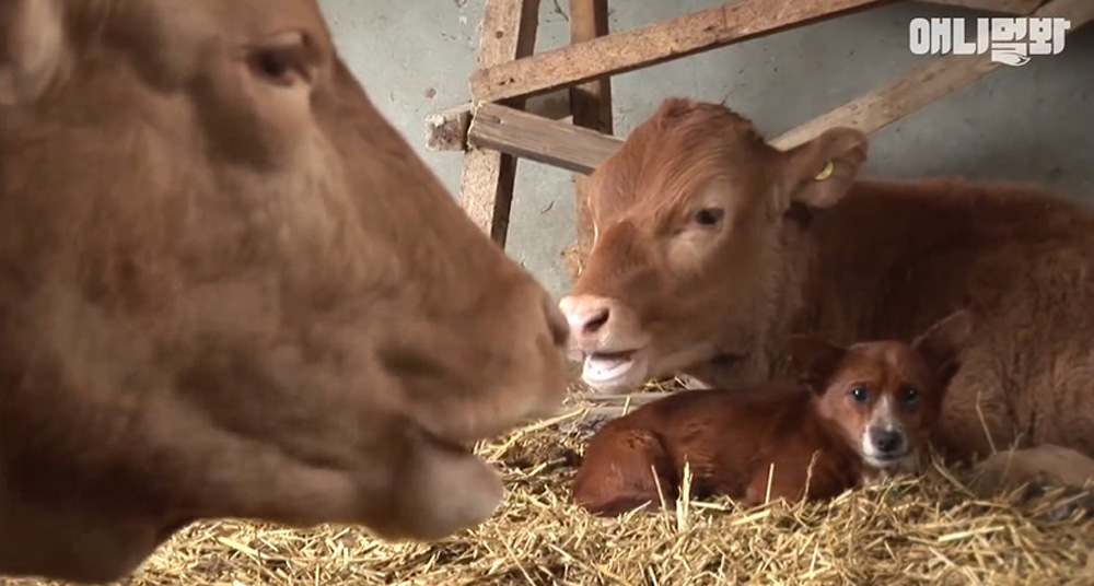 When It Comes to His Cow Mama, This Adorable Puppy Can't Help But Shed Tears of Separation - vnxaluan