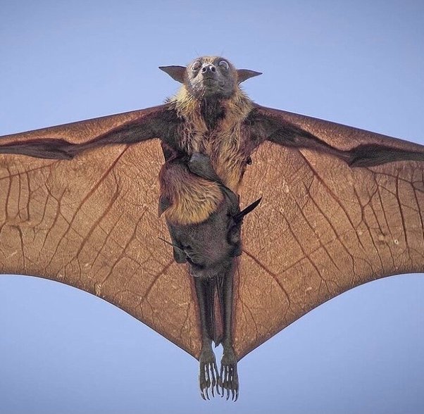 Human-sized bats are real and they love eating fruits.h - Puppy Blog