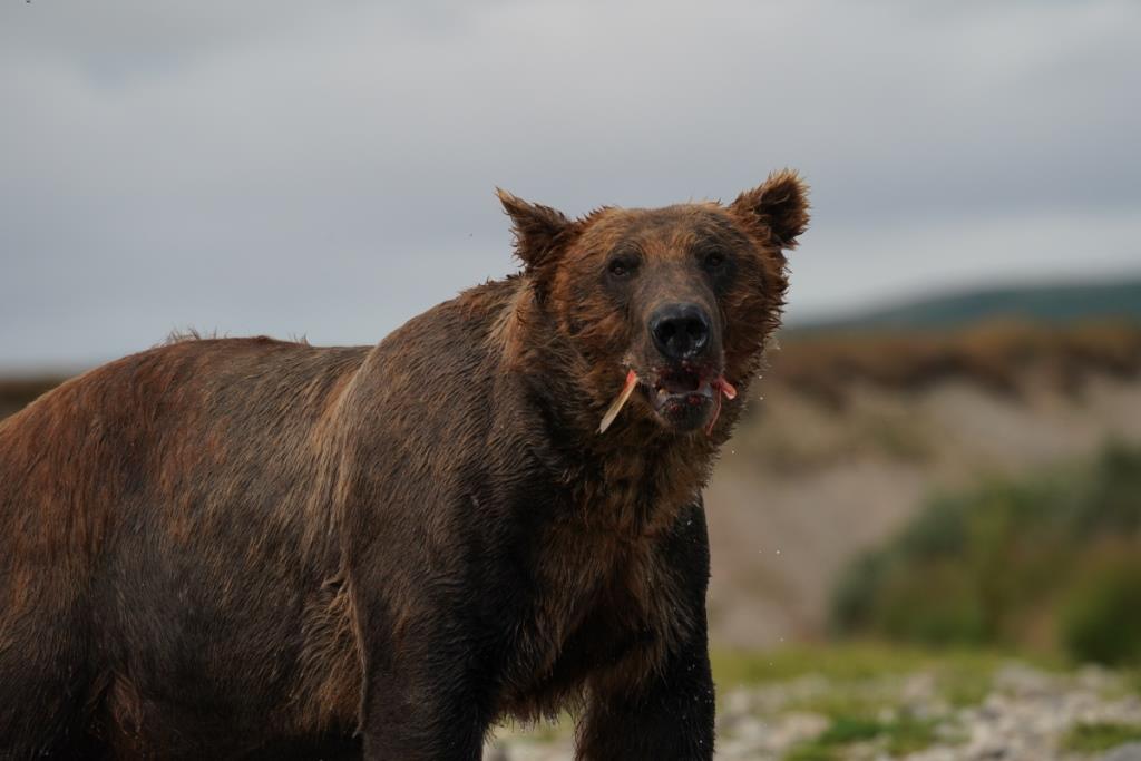 Wild Majesty Unleashed: Brown Bear's Thrilling Swim and Salmon Hunt Along Hudson Bay Shoreline - Sporting ABC