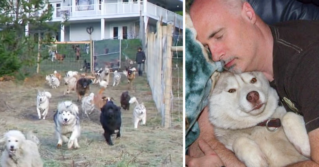 Man constructs a 4-acre fenced area for his 45 rescued dogs to play and run. tam - New Lifes