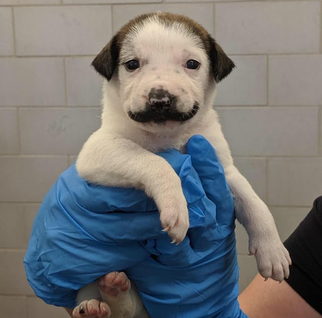 Introducing Salvador Dolly: The Adorable Canine with a Majestic Handlebar Mustache from the Shelter - vnxaluan