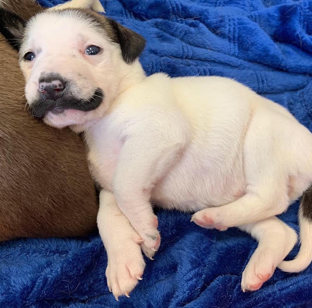 Introducing Salvador Dolly: The Adorable Canine with a Majestic Handlebar Mustache from the Shelter - vnxaluan