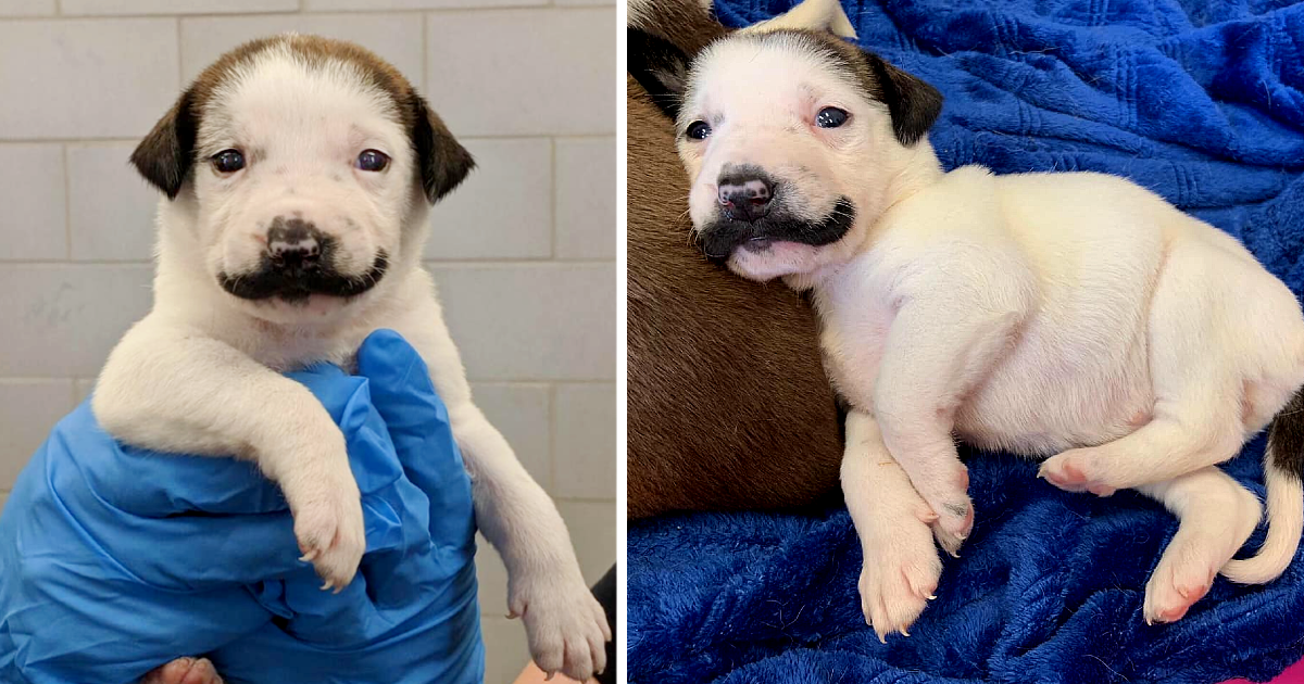 Introducing Salvador Dolly: The Adorable Canine with a Majestic Handlebar Mustache from the Shelter - vnxaluan