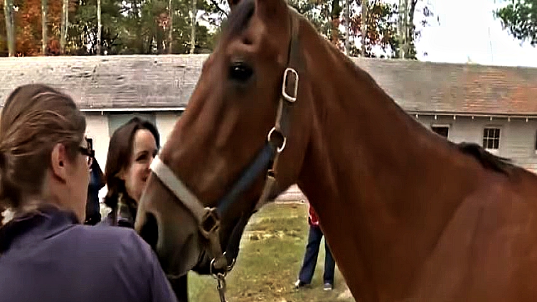 Rescue Horse Sees Her Forever Home For The First Time And Gets Emotional