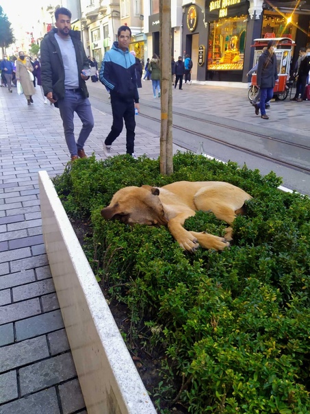 rr Amidst the harsh winter's chill, a group of homeless dogs find comfort in each other's company, huddling together in the shelter of a tree's hollow. This poignant sight stirs compassion in the hearts of onlookers who chance upon the scene. - LifeAnimal