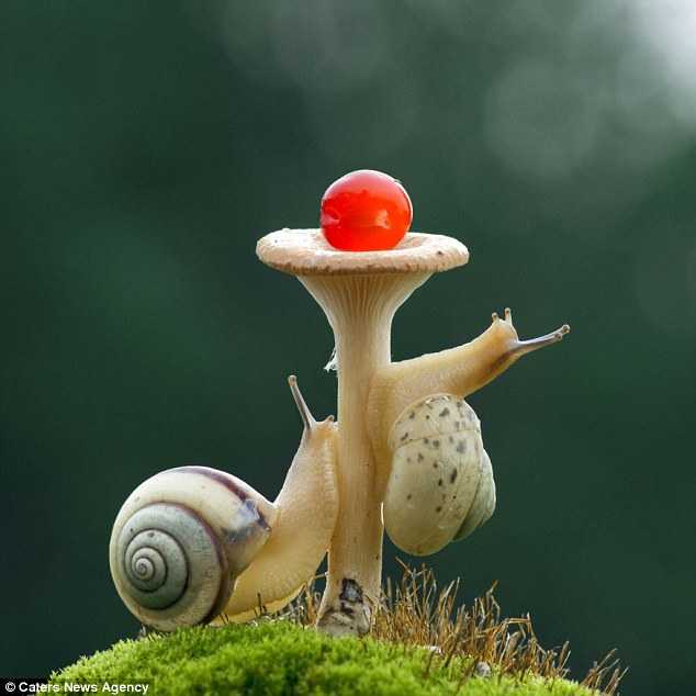 Race to the Top: Snails Ascend Mushroom Trees in Adorable Race to the Top.LH - New Lifes