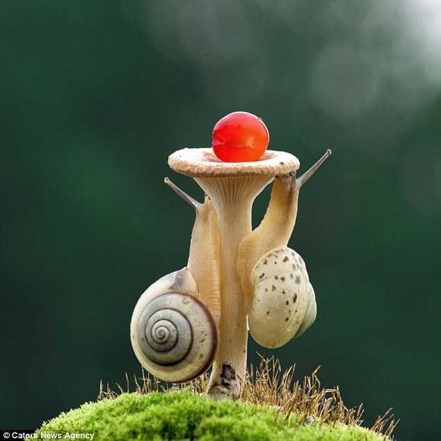 Race to the Top: Snails Ascend Mushroom Trees in Adorable Race to the Top.LH - New Lifes