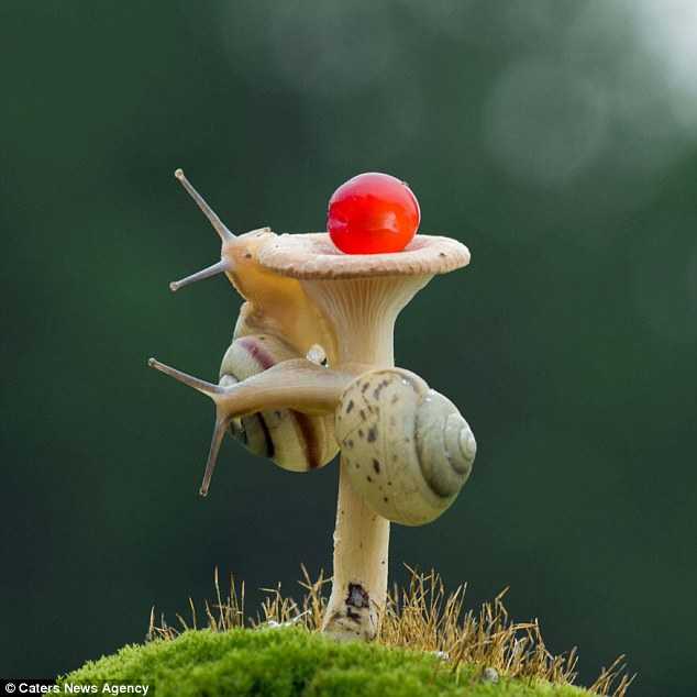 Race to the Top: Snails Ascend Mushroom Trees in Adorable Race to the Top.LH - New Lifes