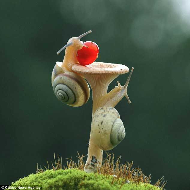 Race to the Top: Snails Ascend Mushroom Trees in Adorable Race to the Top.LH - New Lifes