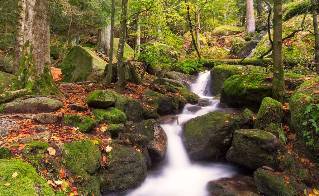 The forests full of fairy colors fascinate visitors' curiosity. click to see - Canavi