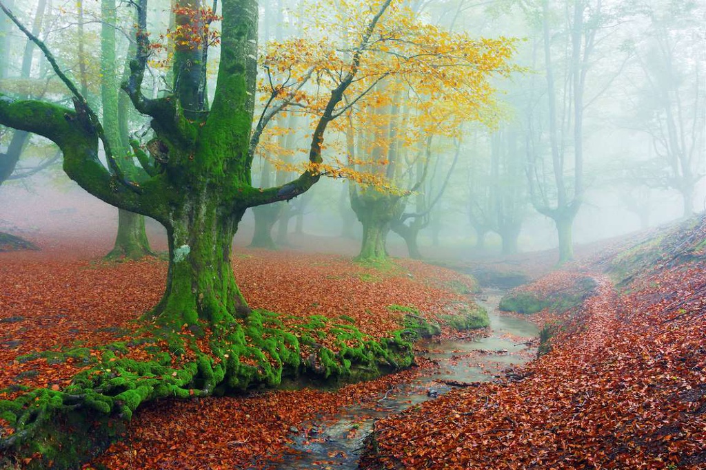 The forests full of fairy colors fascinate visitors' curiosity. click to see - Canavi